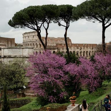 A look at colosseum with flowers during spring in Rome