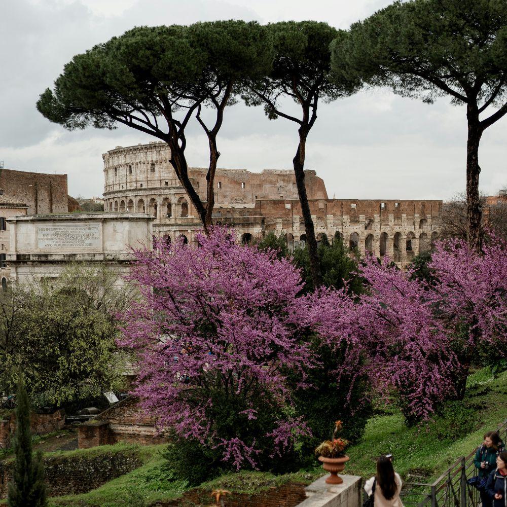A look at colosseum with flowers during spring in Rome