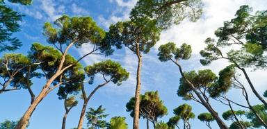 3_most_beautiful_parks_in_Rome_alberi_di_villa_borghese-tSa-825X400-1
