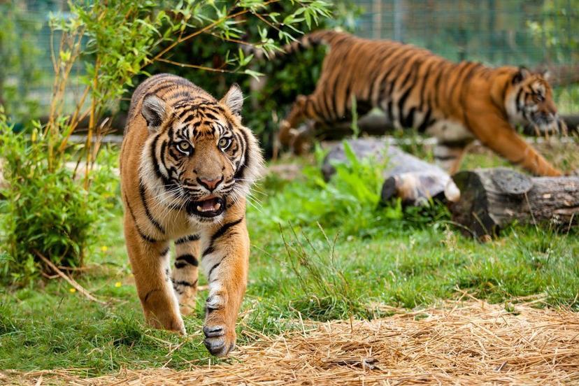 Tiger Rome Bioparco of Rome: welcome Sumatran tiger | Walks Inside Rome