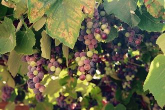 Tour de vinos y campos de la Toscana