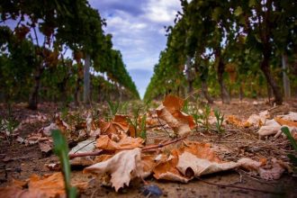 Visite des vins et pays de la Toscane