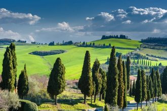 Tour de vinos y quesos de la Toscana en Pienza | Privado