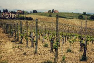 Visite des vins et pays de la Toscane