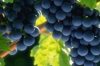 Visite secrète du bar à vin romain